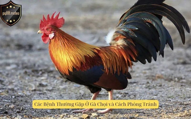 Các Bệnh Thường Gặp Ở Gà Chọi và Cách Phòng Tránh