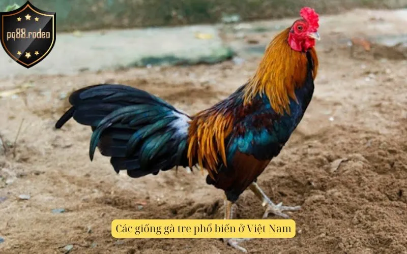Các giống gà tre phổ biến ở Việt Nam