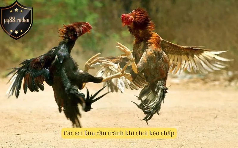 Các sai lầm cần tránh khi chơi kèo chấp