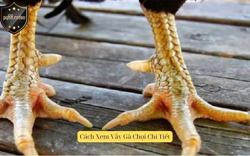Cách Xem Vảy Gà Chọi Chi Tiết