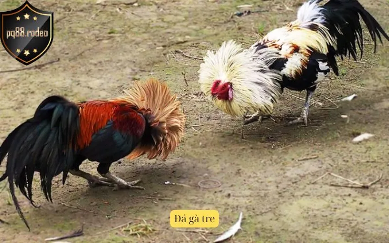 Đá gà tre