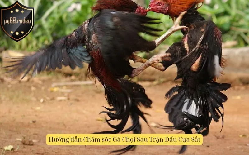 Hướng dẫn Chăm sóc Gà Chọi Sau Trận Đấu Cựa Sắt