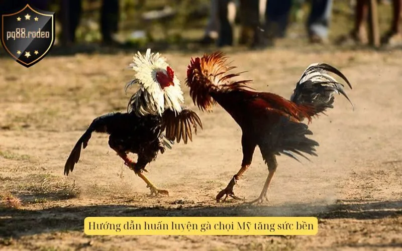 Hướng dẫn huấn luyện gà chọi Mỹ tăng sức bền