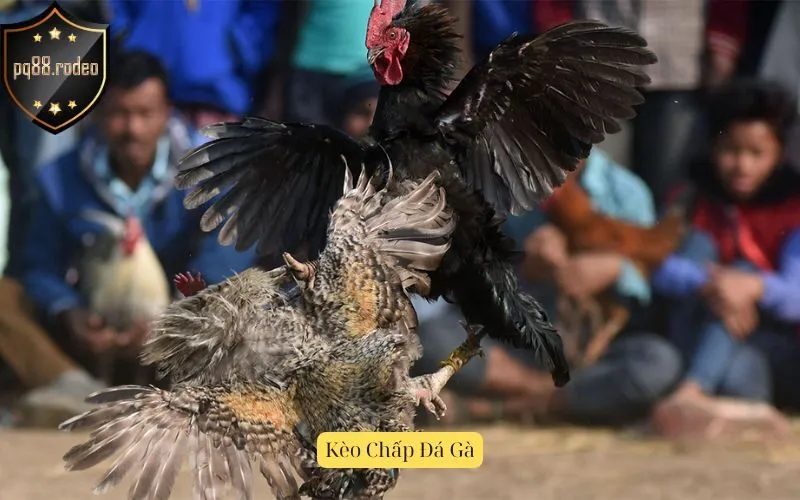 Kèo Chấp Đá Gà