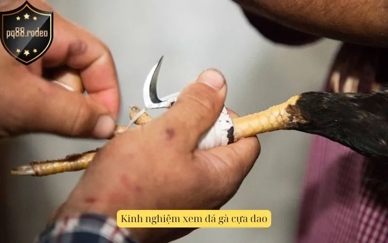 Kinh nghiệm xem đá gà cựa dao