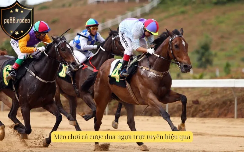 Mẹo chơi cá cược đua ngựa trực tuyến hiệu quả