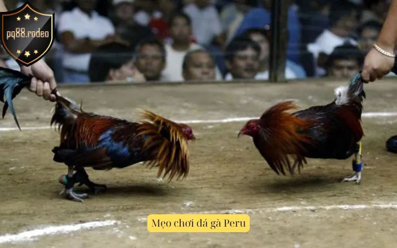 Mẹo chơi đá gà Peru