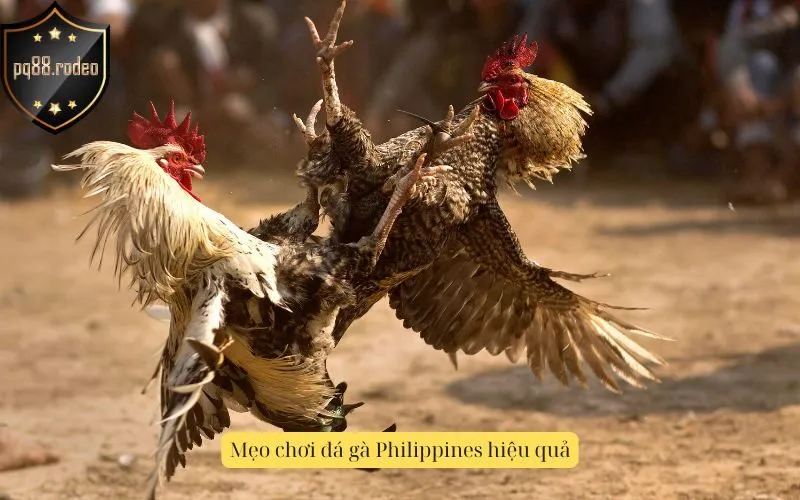 Mẹo chơi đá gà Philippines hiệu quả