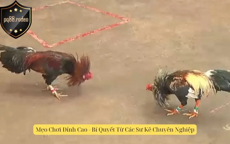 Mẹo Chơi Đỉnh Cao - Bí Quyết Từ Các Sư Kê Chuyên Nghiệp