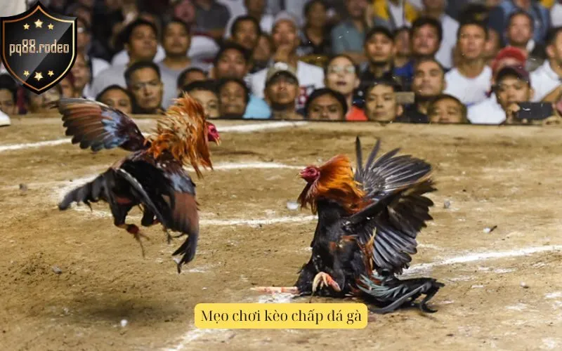 Mẹo chơi kèo chấp đá gà