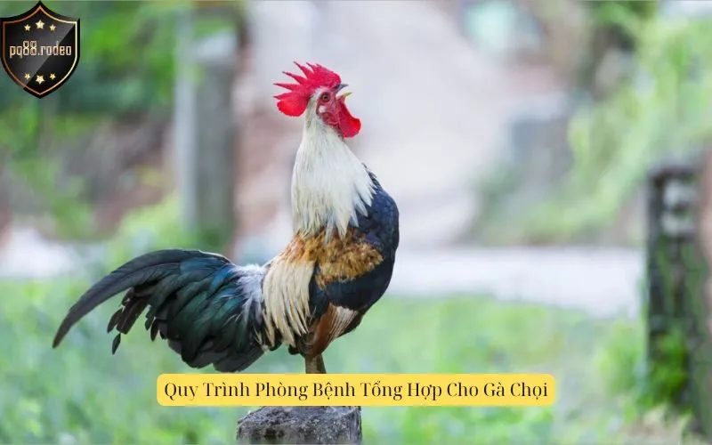 Quy Trình Phòng Bệnh Tổng Hợp Cho Gà Chọi